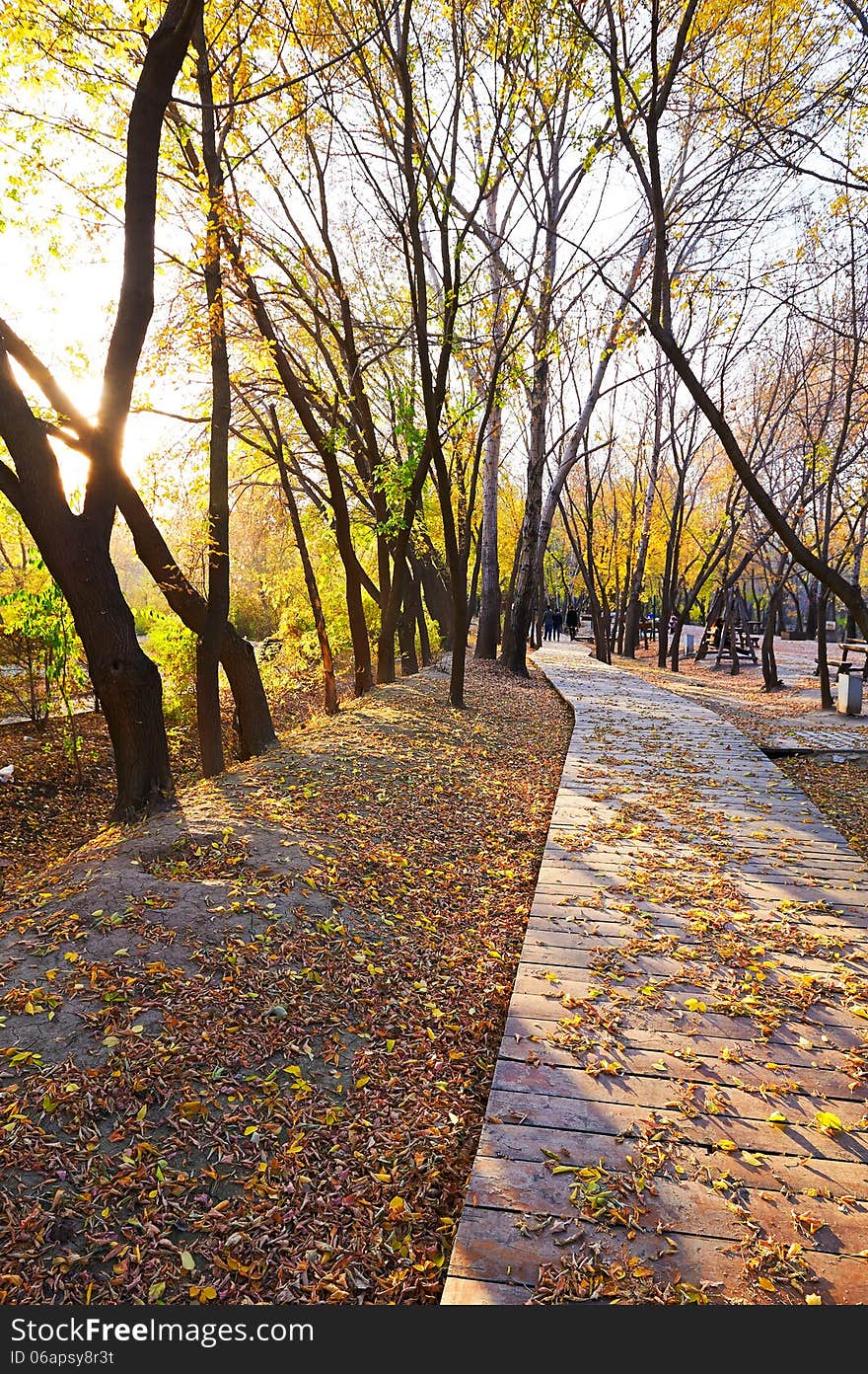 The Path And Fallen Leaves