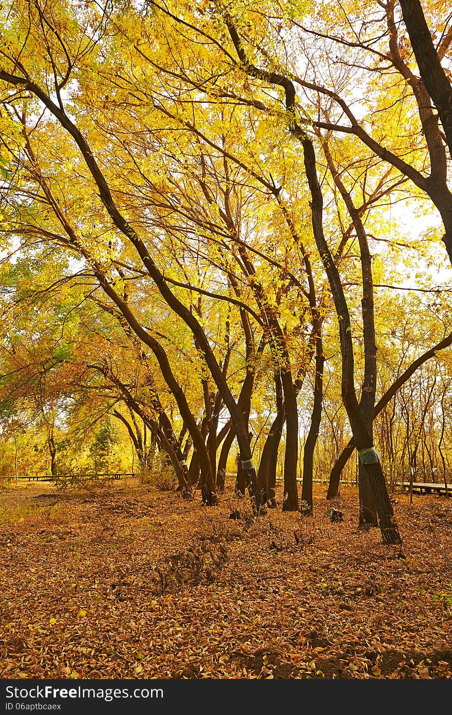 The golden leaves