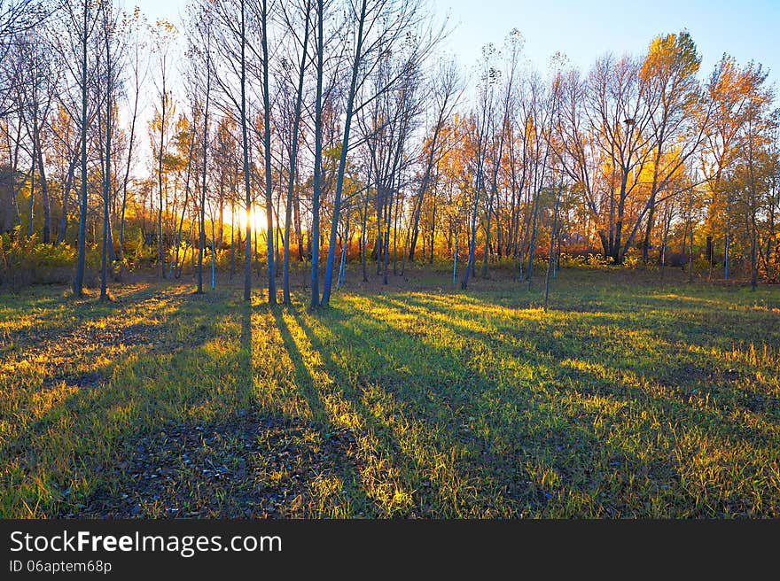 The Trees Shadows Sunset