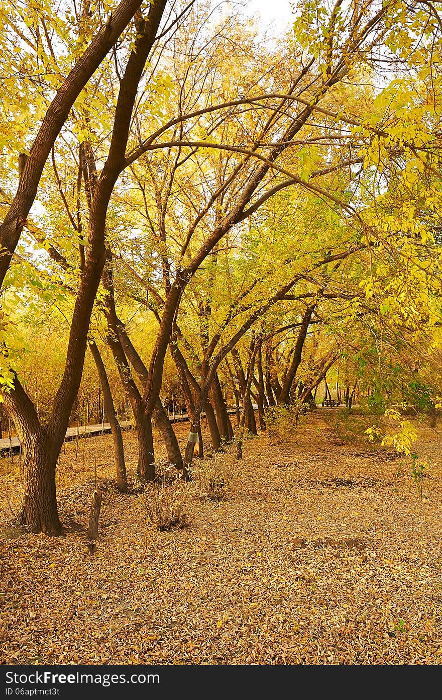 The Golden Leaves And Fallen Leaves