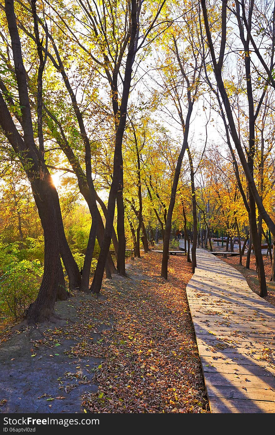 The wooden trestle and fallen leaves sunset