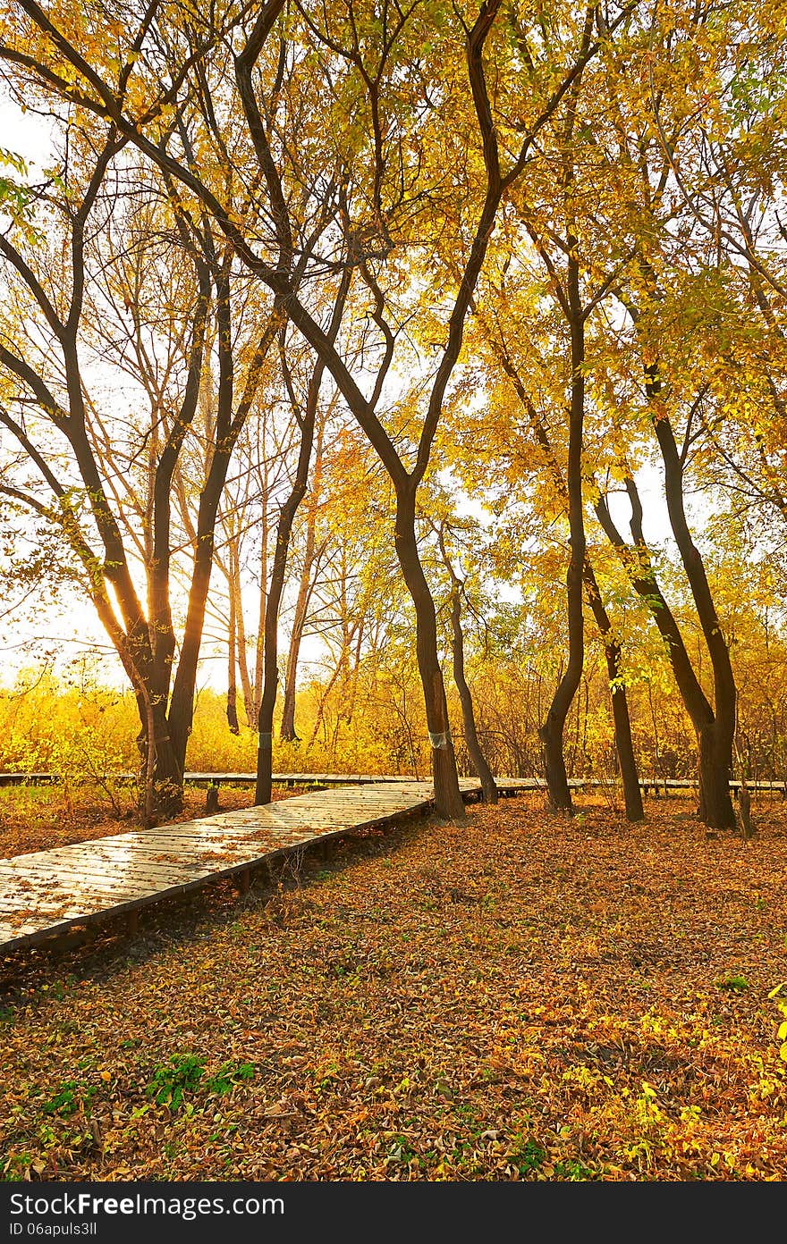 The golden autumn and fallen leaves sunset