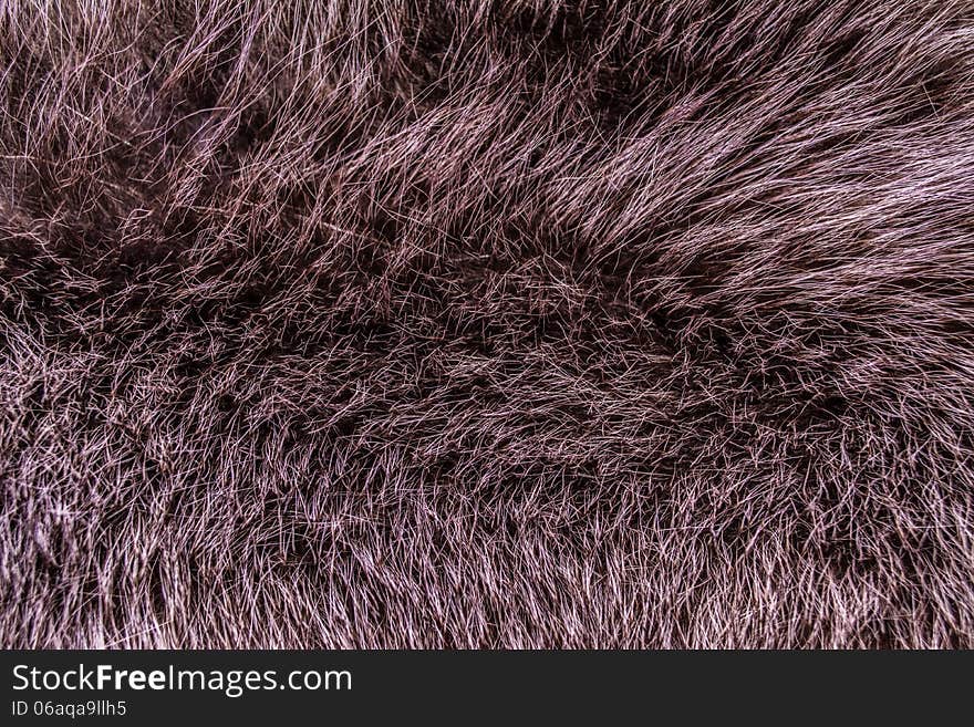 Beaver fur