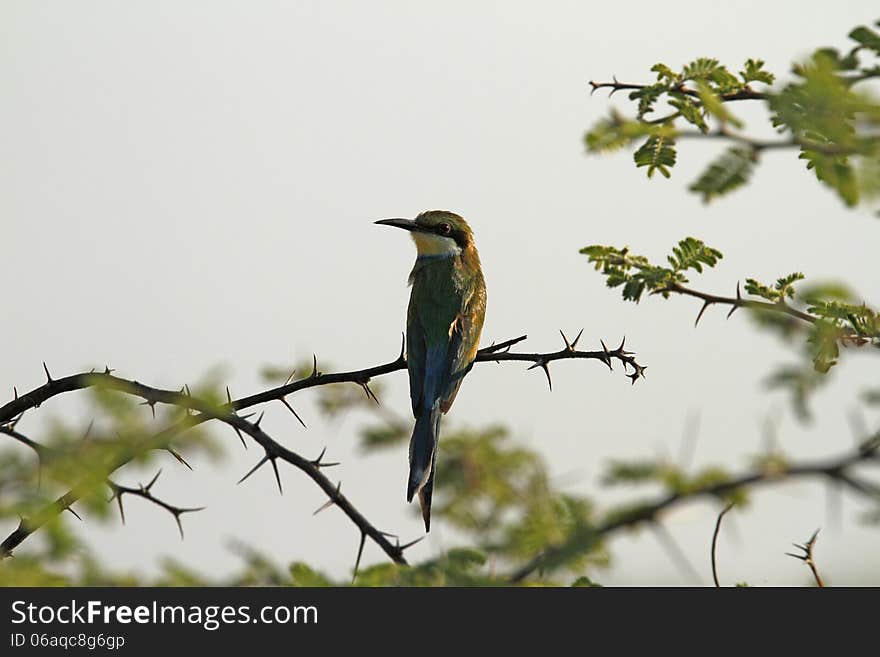 The European Bee-Eater is a near passerine bird in the Bee-eater family Meroidae