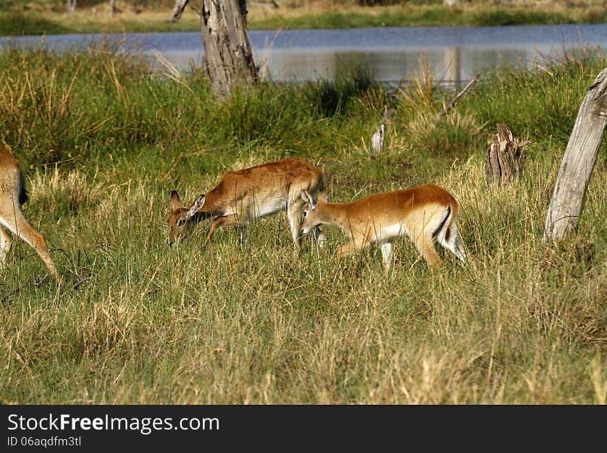 Grazing Impala