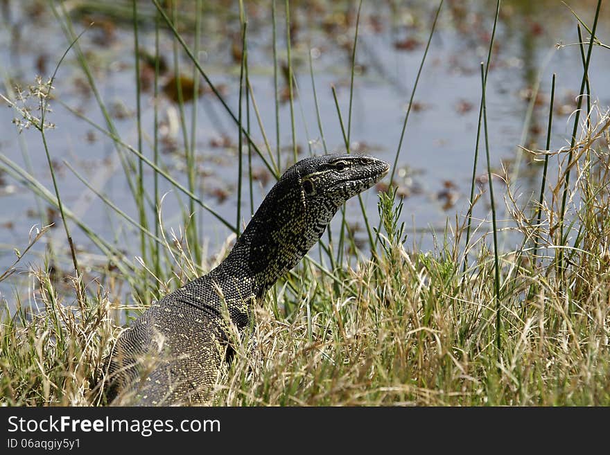 African Monitor Lizard