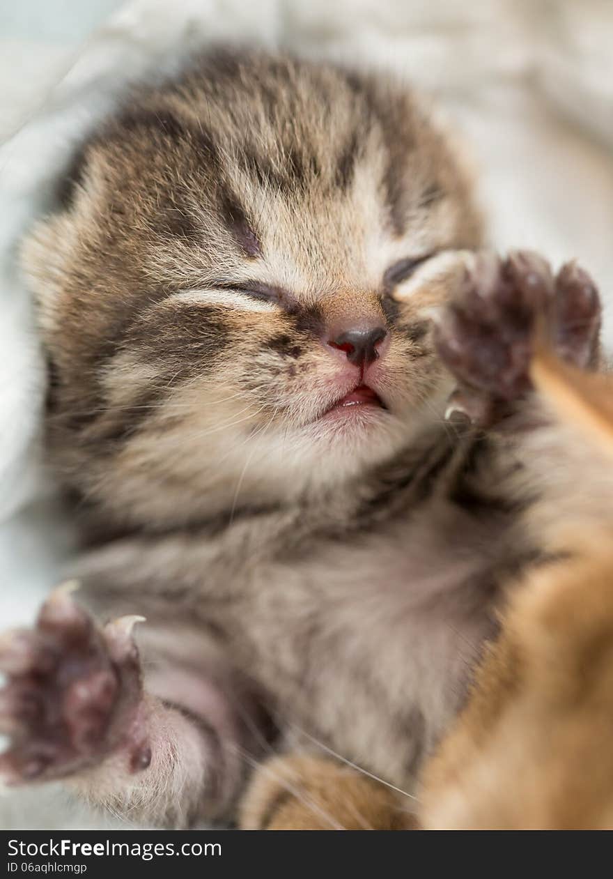 Sleeping british baby kitten lying on back