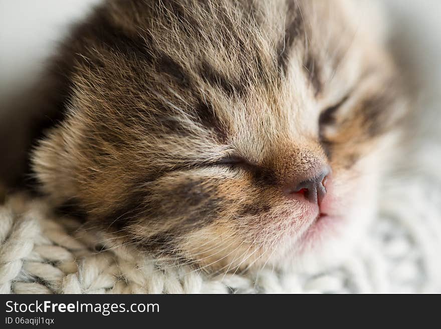 Newborn sleeping baby kitten