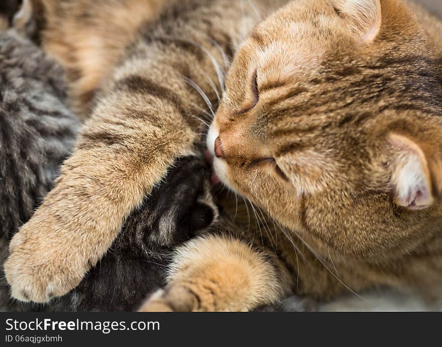 Mother cat washing and licking little kitten. Mother cat washing and licking little kitten