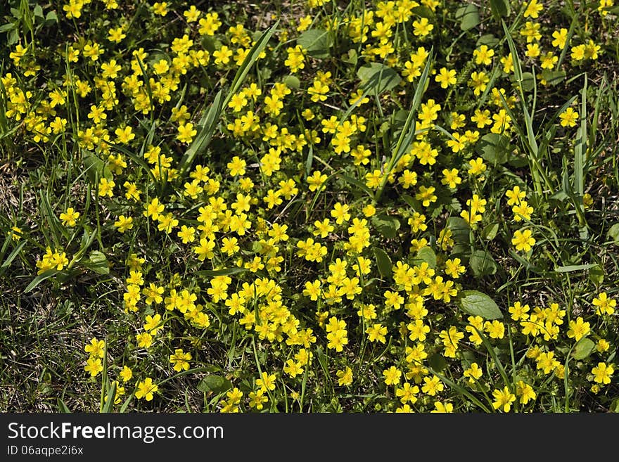 Potentilla tabernaemontani