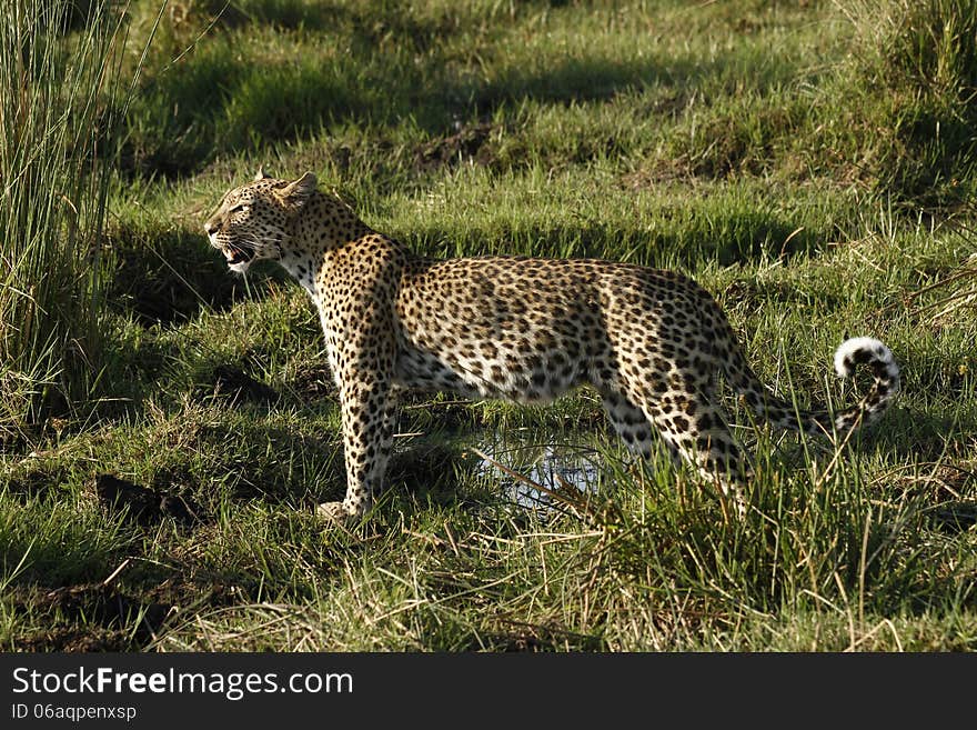 The leopard is an elusive predator, one of Africas Big Five. The leopard is an elusive predator, one of Africas Big Five