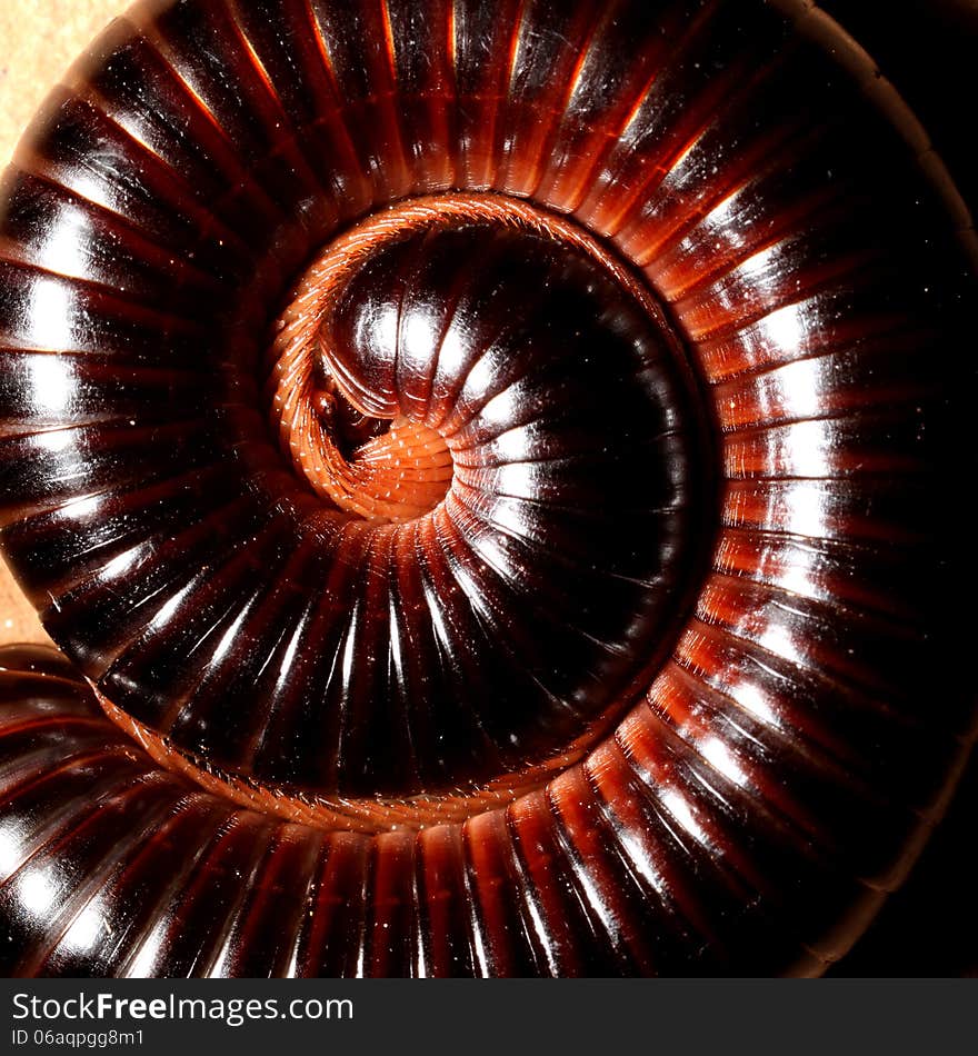 Closeup of a millipede curled in a circle.