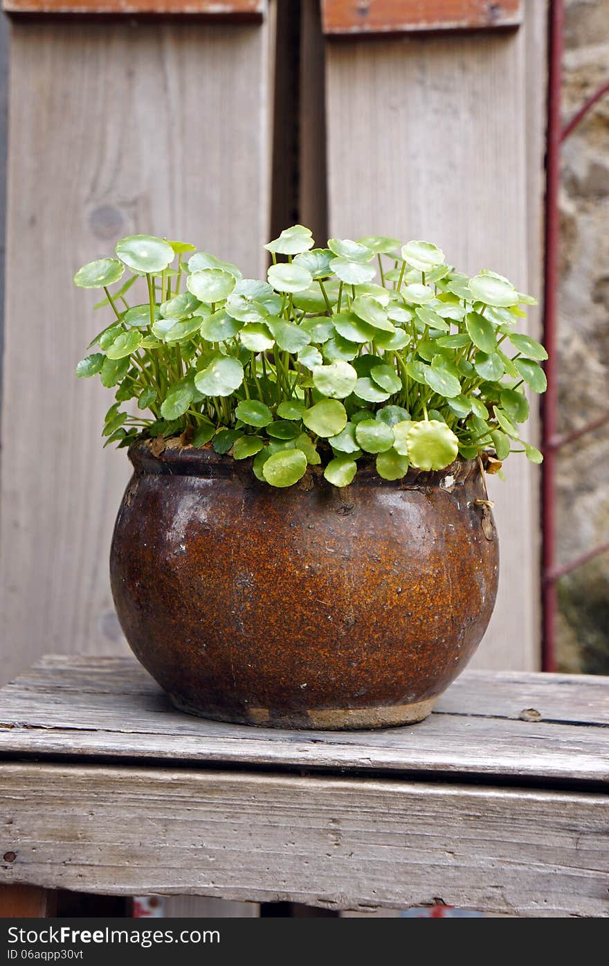 Potted Loosestrife