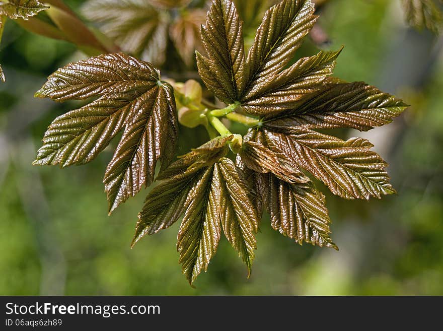 maple leaves