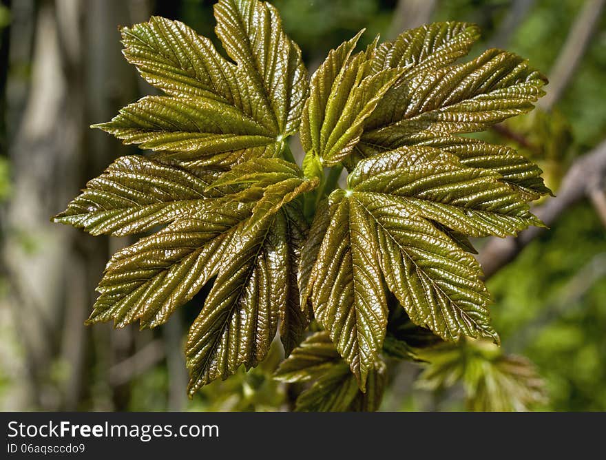 Detail of young maple leaves