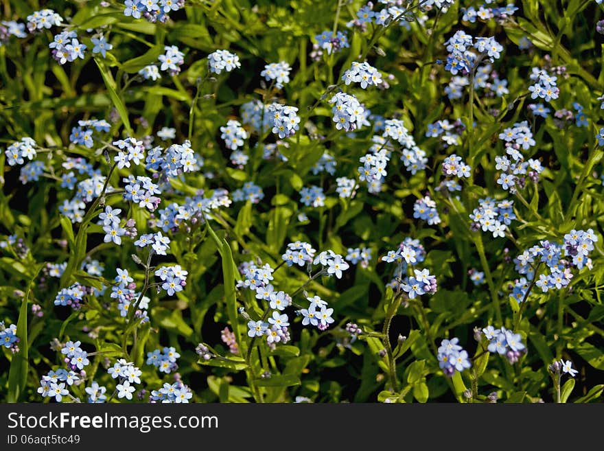 Forget-me - wildflowers in full bloom. Forget-me - wildflowers in full bloom