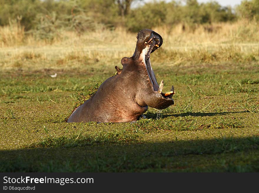 A spectacular view of the huge mouth of a Hippopotamus complete with tusks. A spectacular view of the huge mouth of a Hippopotamus complete with tusks