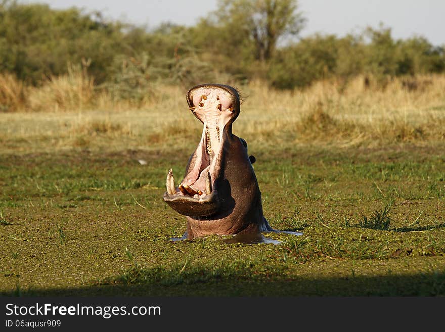 Aggression Hippo Display