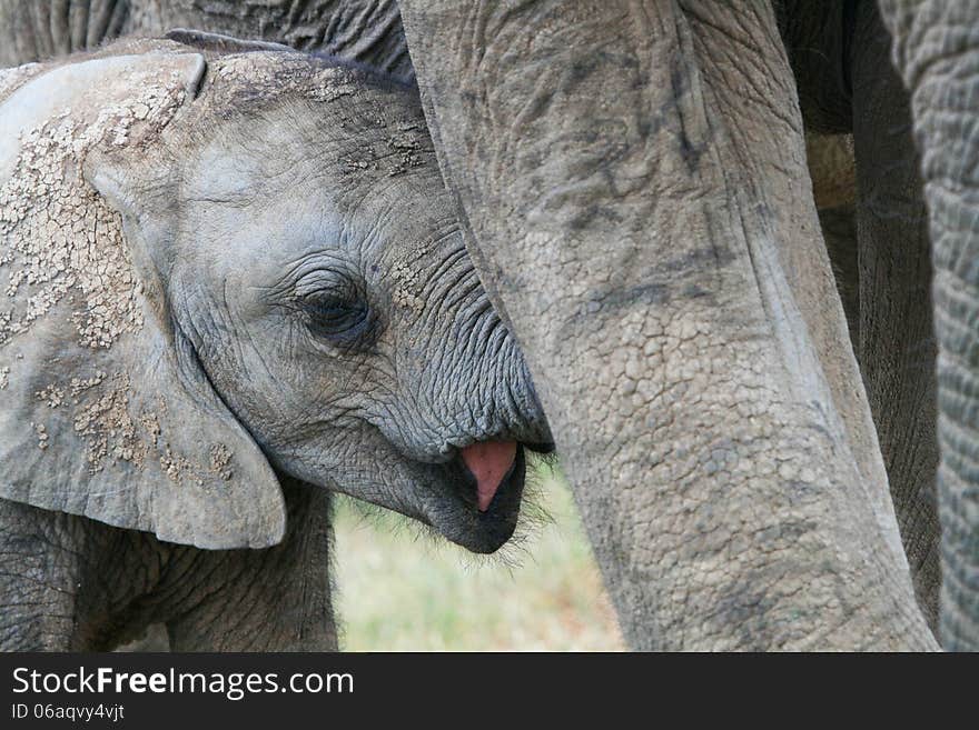 Close up of grey baby African elephant ( Loxodonta Africana ) suckling from its mother at Addo Elephant National Park in South Africa. Close up of grey baby African elephant ( Loxodonta Africana ) suckling from its mother at Addo Elephant National Park in South Africa.