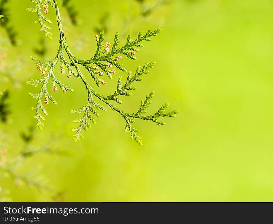 branches of the tree thuja