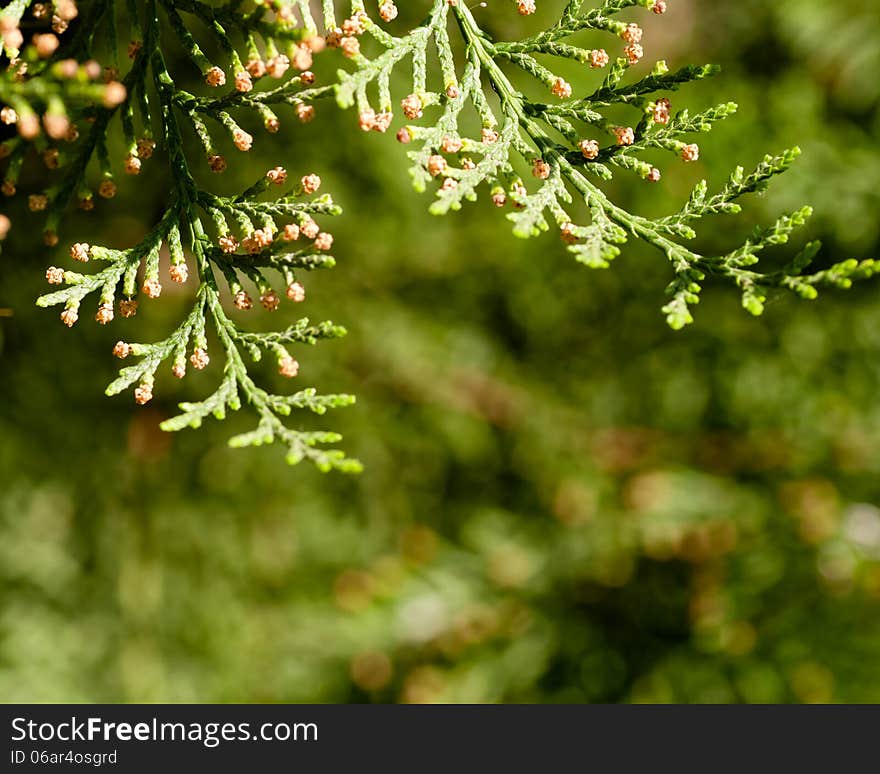 Branches Of The Tree Thuja