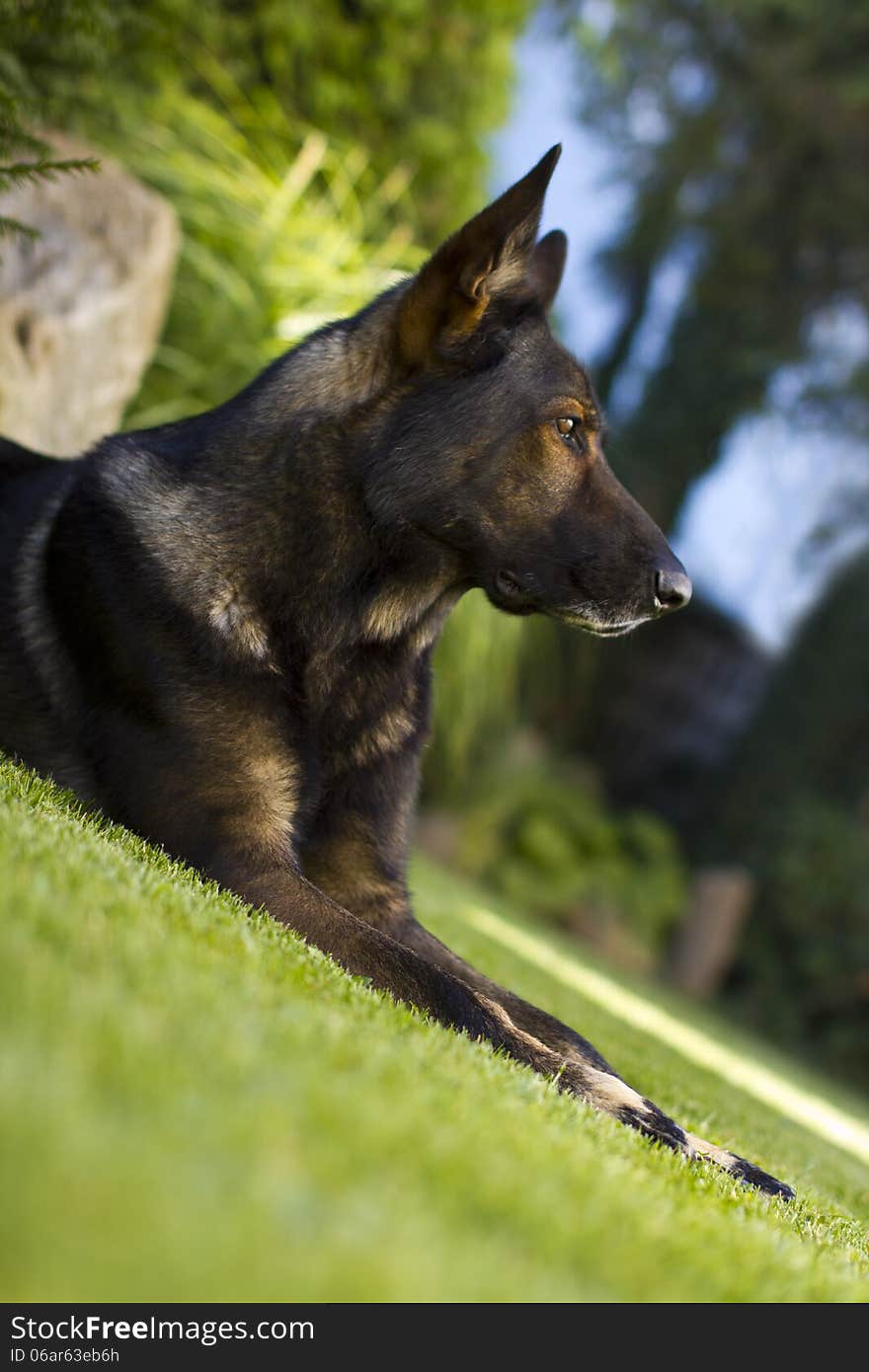 Alsatian dog at the summer garden in Czech Republic. Alsatian dog at the summer garden in Czech Republic