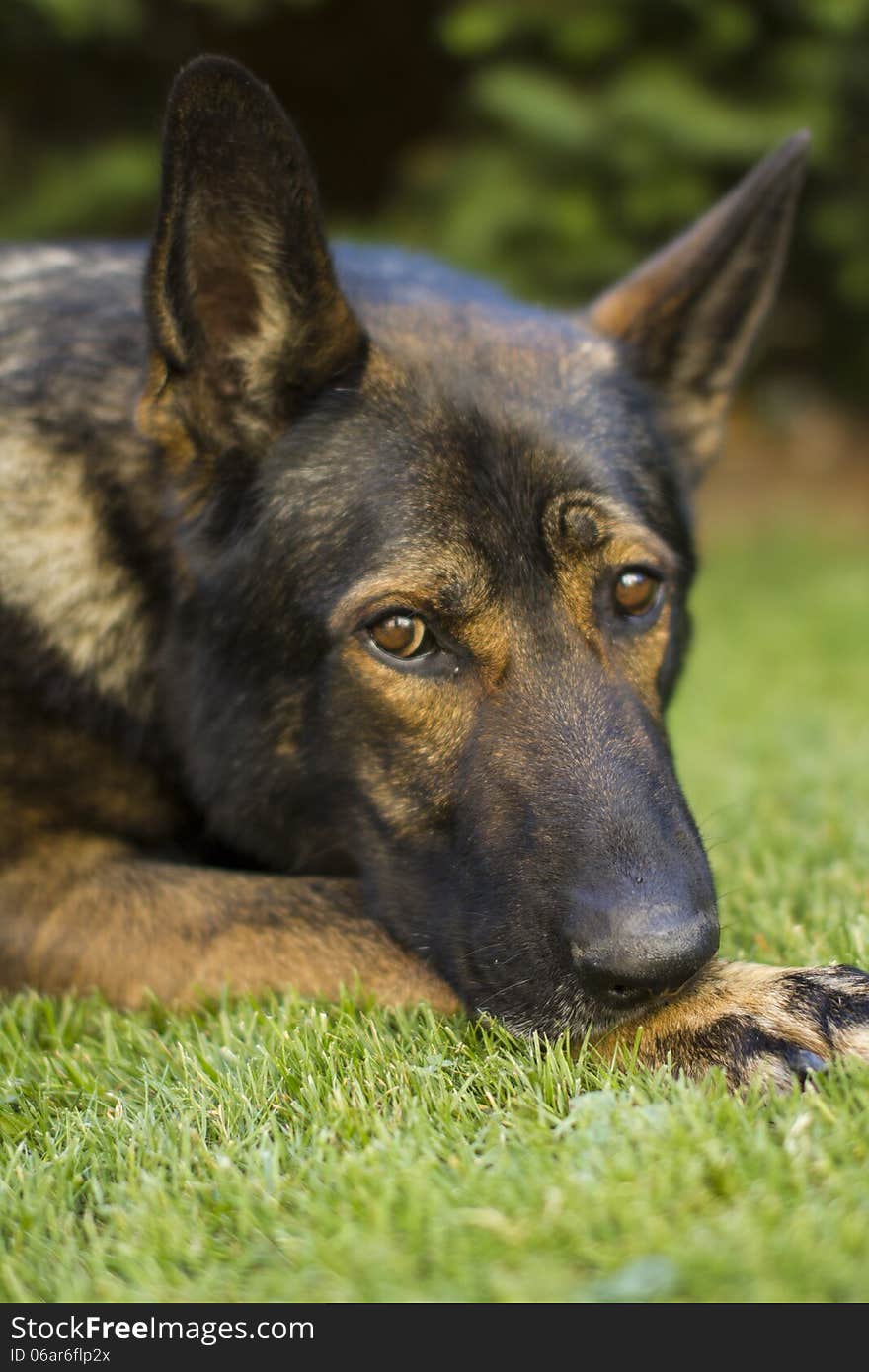 Beautiful Garden Dog