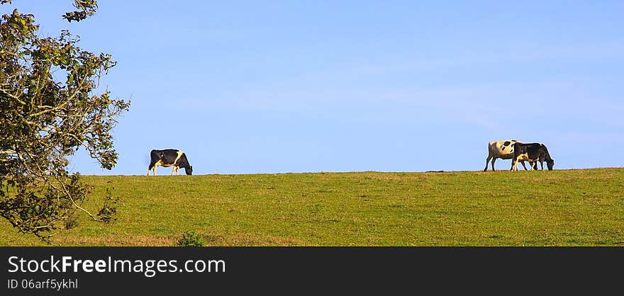 Dairy cattle grazing on ridgeline. Dairy cattle grazing on ridgeline