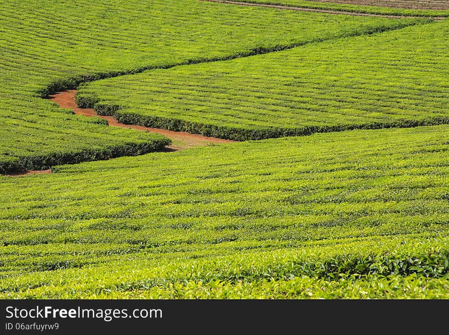 Tea plantation with cropping rows