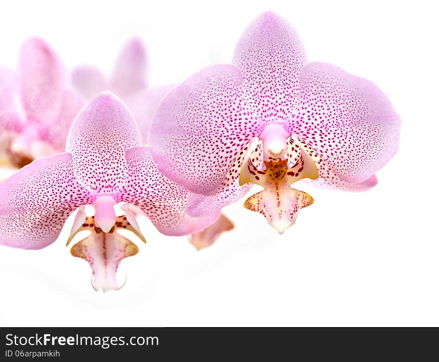 Orchid Flowers