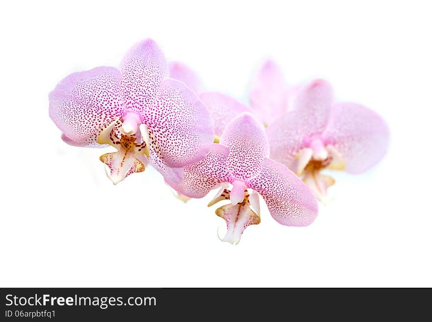 Orchid Flowers