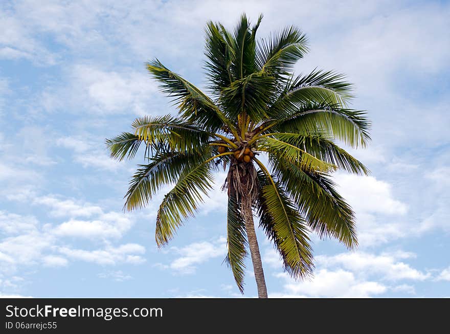 Top of coconut pald trees in Aitutaki Lagoon Cook Islands. Top of coconut pald trees in Aitutaki Lagoon Cook Islands