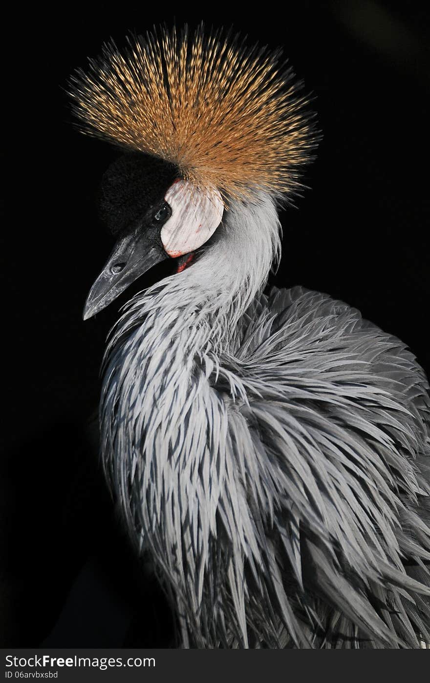 Close up of an Grey Crowned Crane Balearica regulorum taken in South Africa.