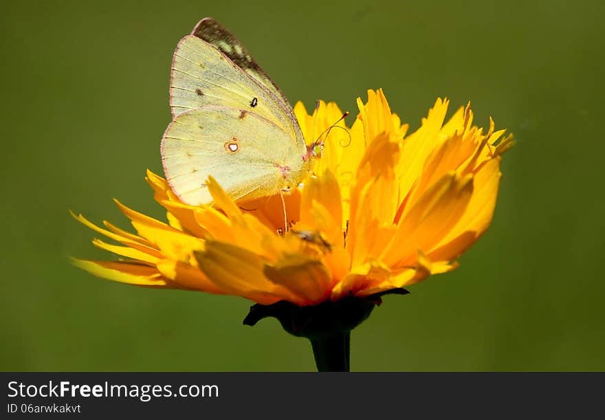 Clouded Sulphur on Tickseed flower