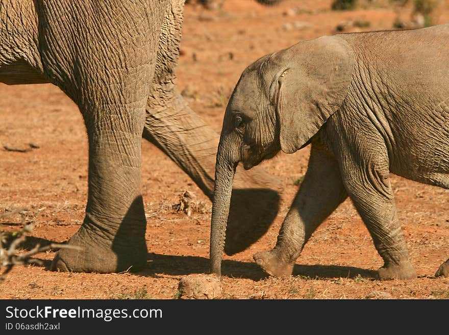 Baby elephant tailing its mother at the Addo Elephant National Park in South Africa. Baby elephant tailing its mother at the Addo Elephant National Park in South Africa.