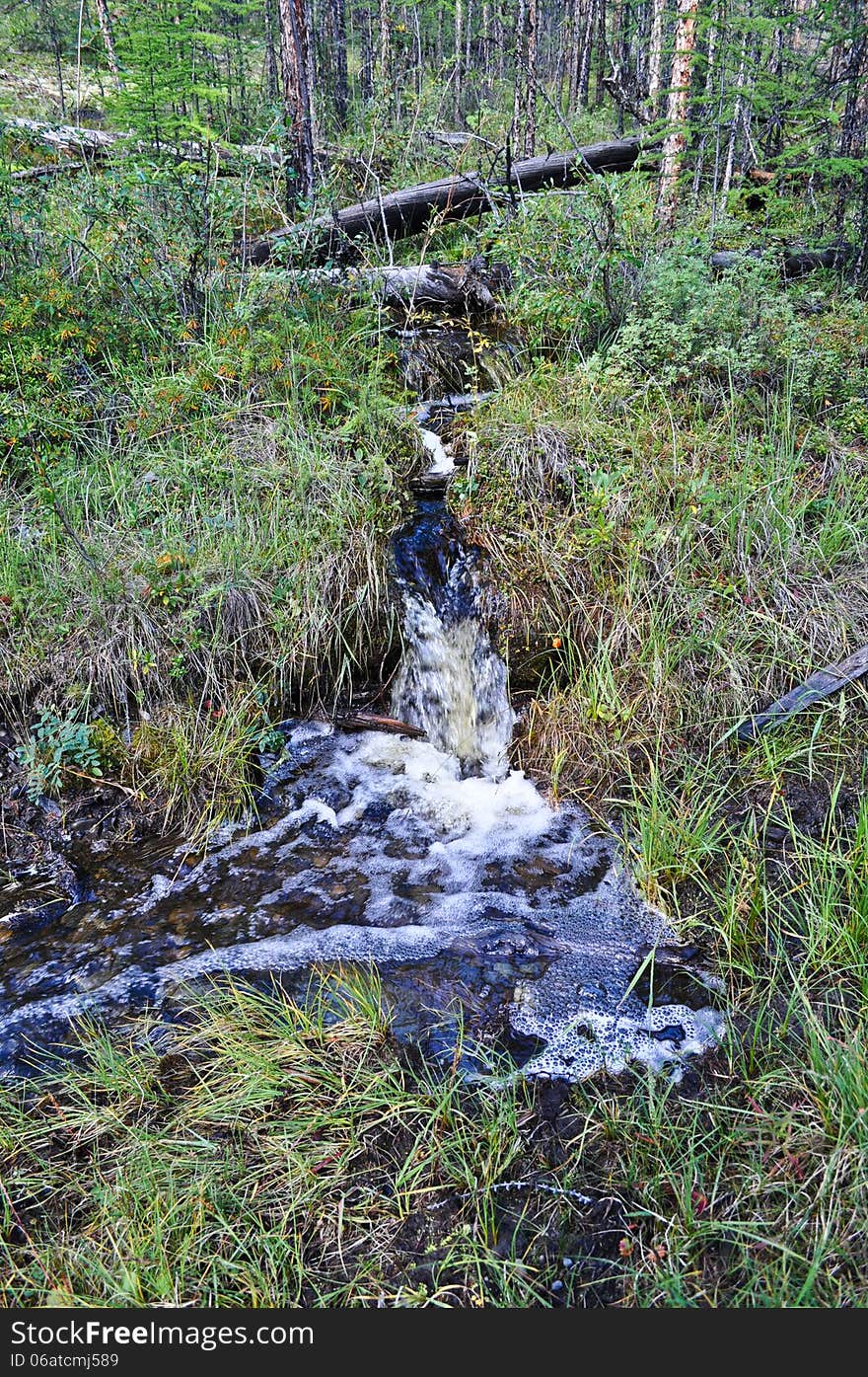 Brook In The Grass.