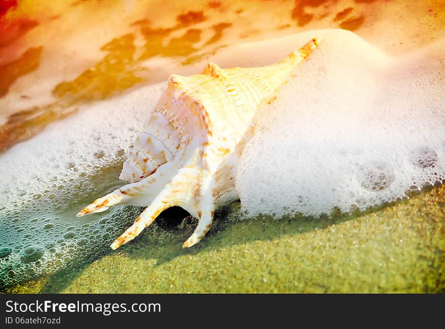 Seashell on the beach in the seafoam on the colorful background