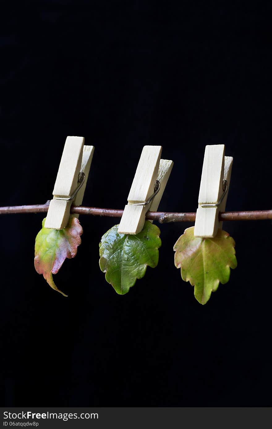 Close up of clothespins with leaves