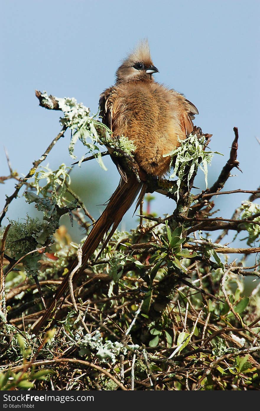 A mousebird of the family Coliiformes on top of a thorny shrub in South Africa. A mousebird of the family Coliiformes on top of a thorny shrub in South Africa.