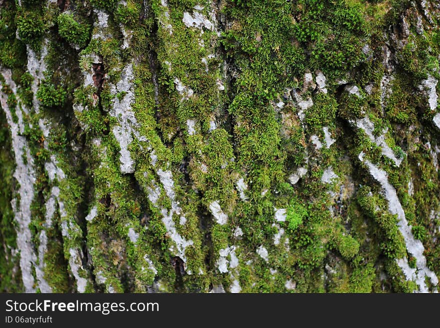 Green moss on a tree