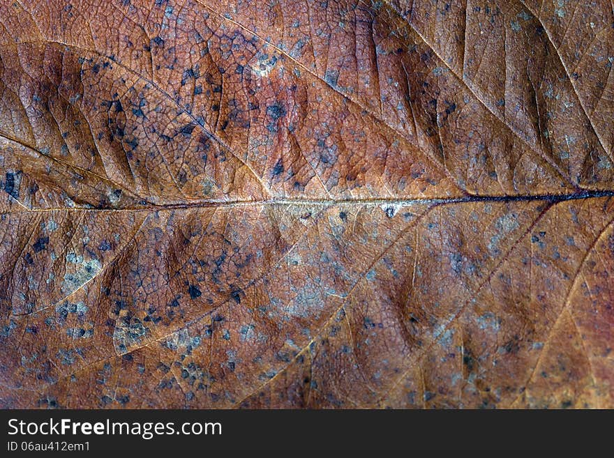 Fallen dry leaves with beautiful texture. Fallen dry leaves with beautiful texture