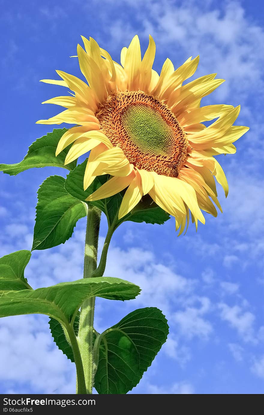 Young,ripe sunflower on the background of blue sky.