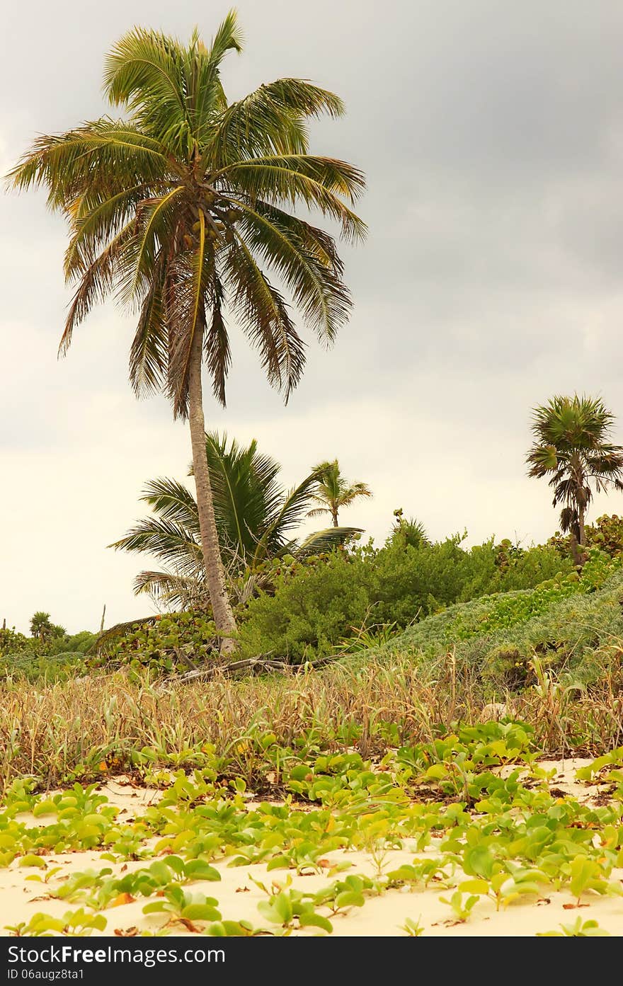 Palm Tree On A Beach