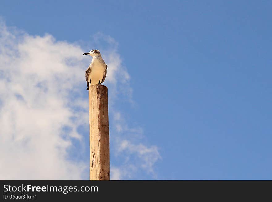 Lonely seagull on a pile