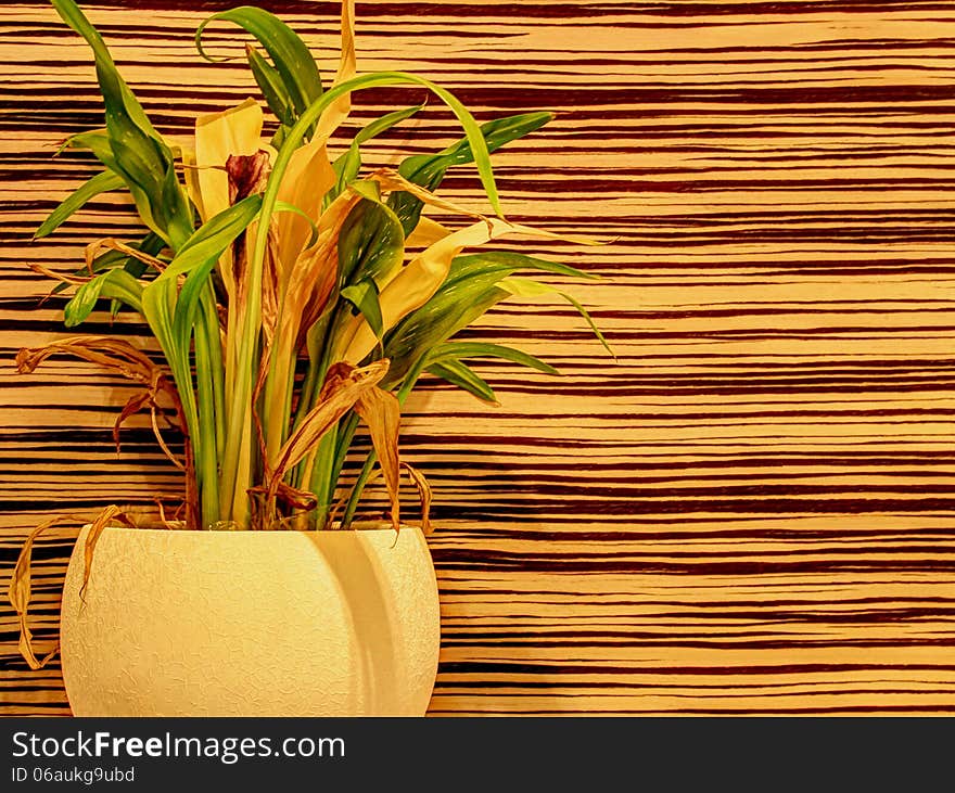 Houseplant on abstract striped background. Houseplant on abstract striped background