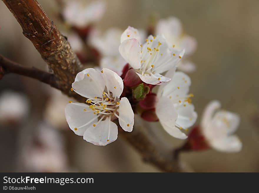 Cherry blossom on the tree. Cherry blossom on the tree