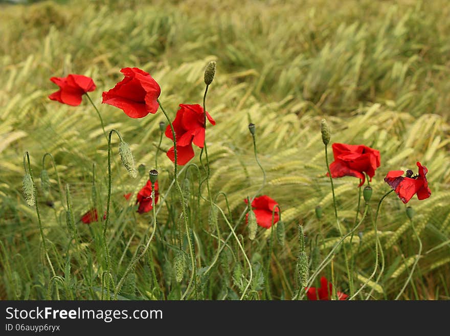 Poppies in a field of wheat. Poppies in a field of wheat