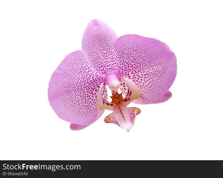 Orchid On White