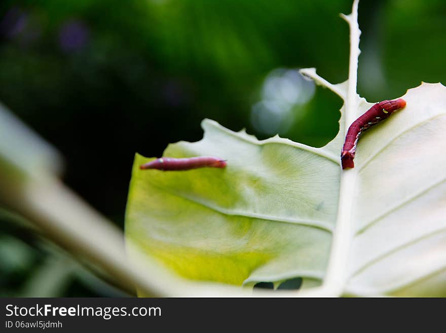 Caterpillar and a chewed leaf