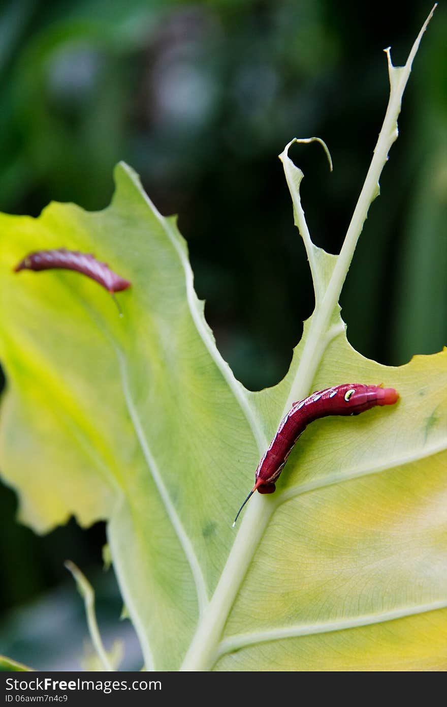 Caterpillar and a chewed leaf in nature